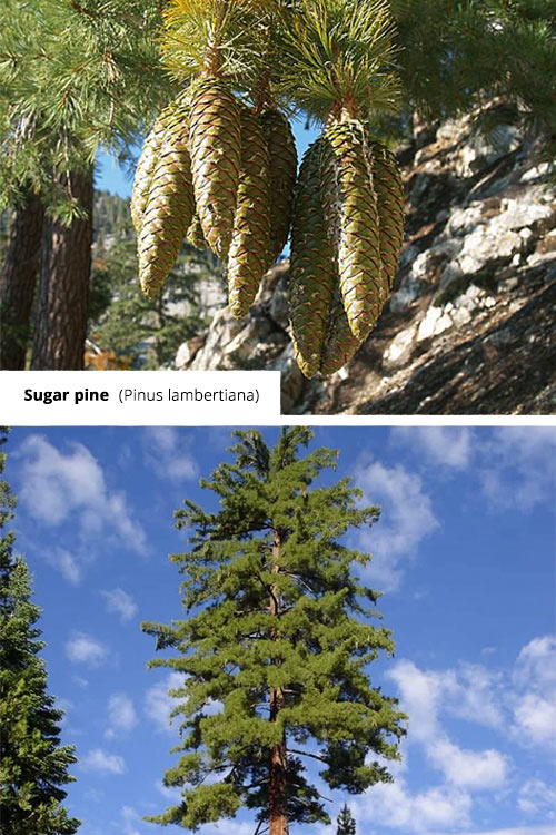 Pinus lambertiana Sugar pine