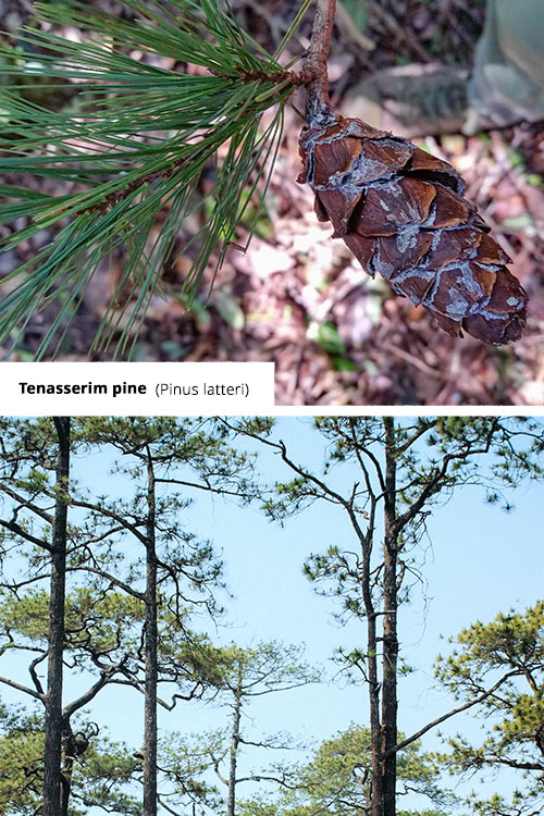 Pinus latteri   Tenasserim pine
