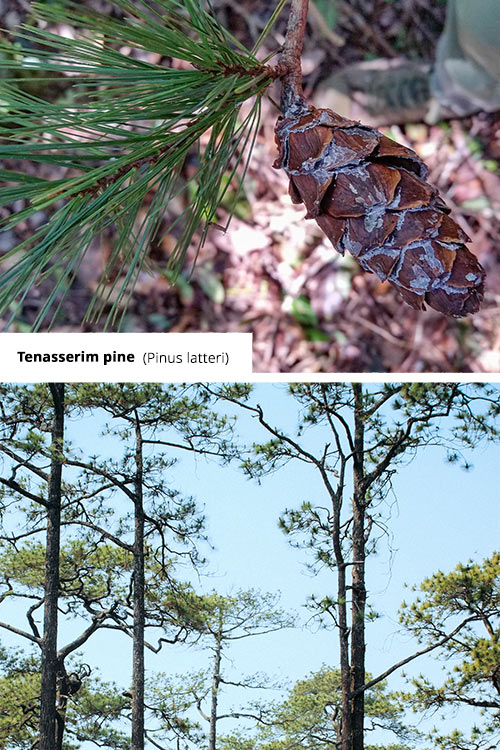 Pinus latteri Tenasserim pine