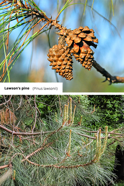 Pinus lawsonii   Lawson's pine