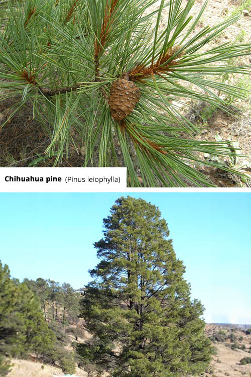 Pinus leiophylla Chihuahua pine