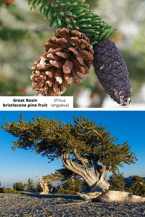 Pinus longaeva   Great Basin bristlecone pine