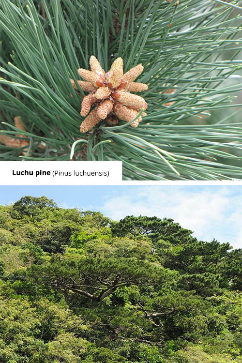 Pinus luchuensis Luchu pine