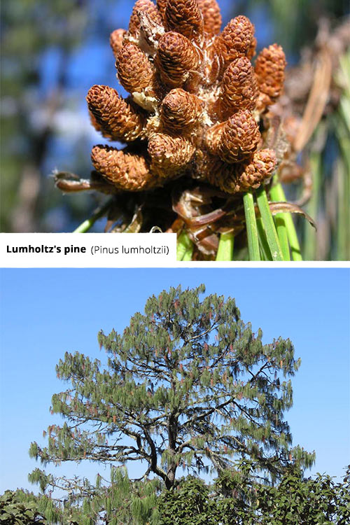 Pinus lumholtzii Lumholtz's pine