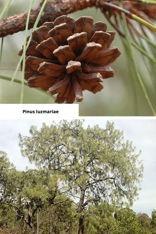Pinus luzmariae