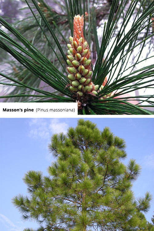 Pinus massoniana Masson's pine