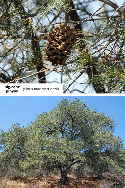 Pinus maximartinezii   Big cone pinyon