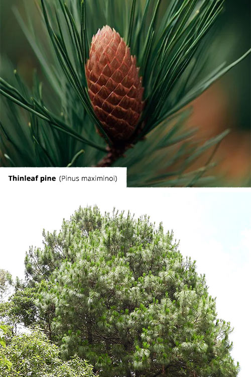 Pinus maximinoi Thinleaf pine