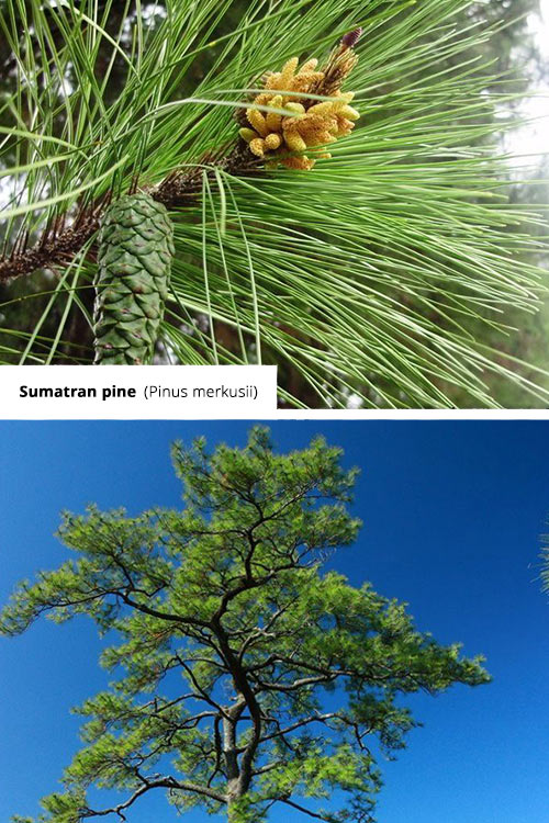 Pinus merkusii Sumatran pine