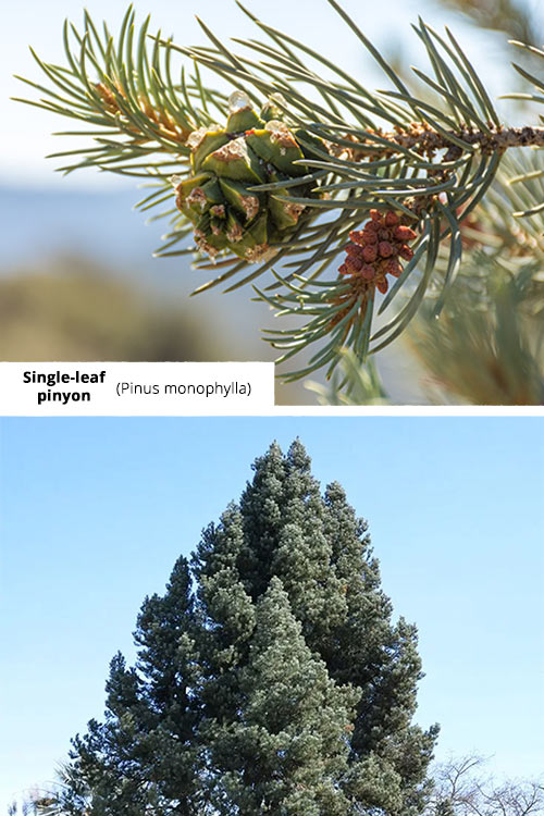Pinus monophylla Single leaf pinyon