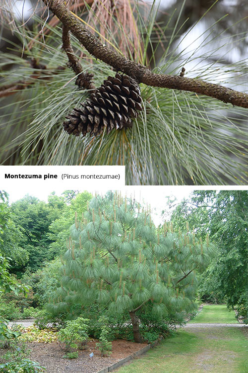 Pinus montezumae Montezuma pine