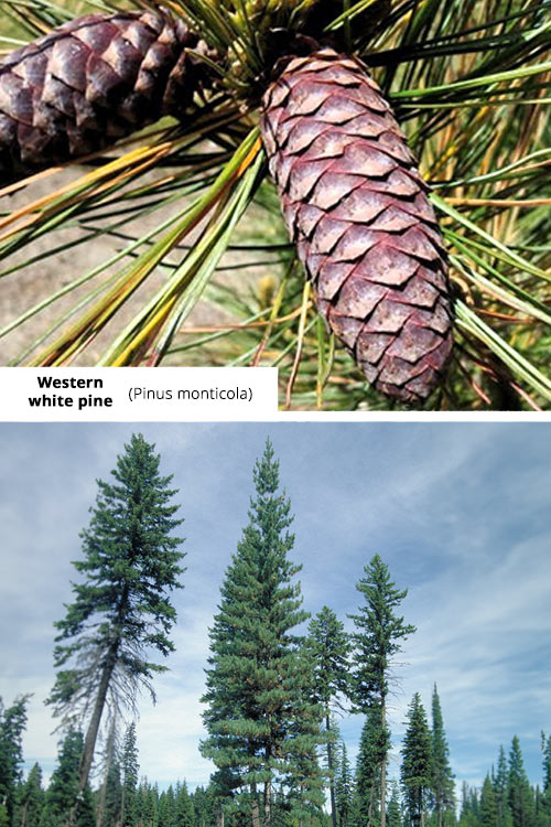 Pinus monticola   Western white pine