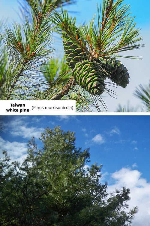Pinus morrisonicola   Taiwan white pine