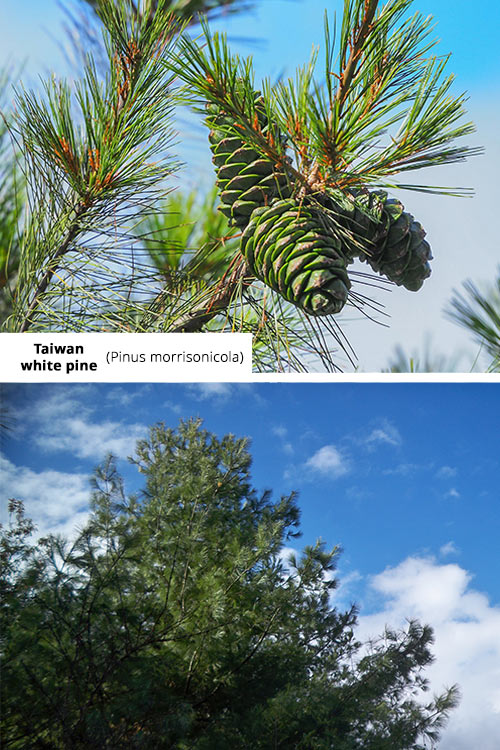 Pinus morrisonicola Taiwan white pine