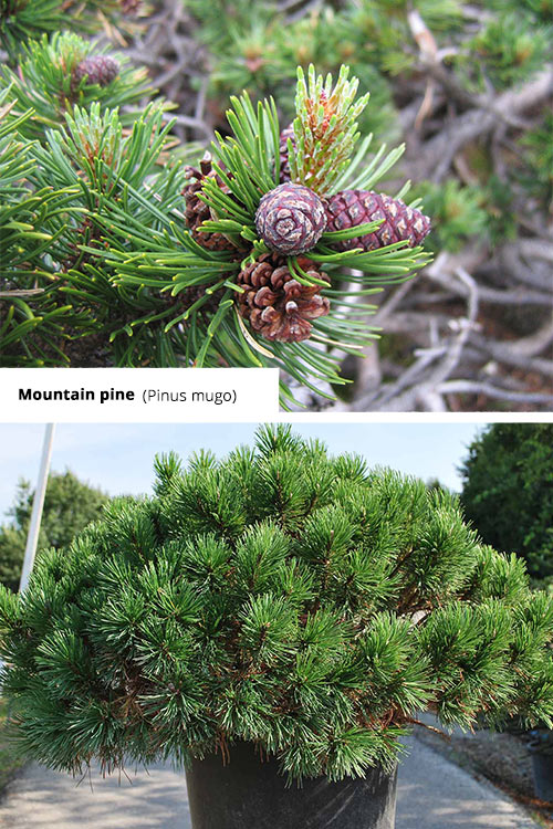 Pinus mugo Mountain pine