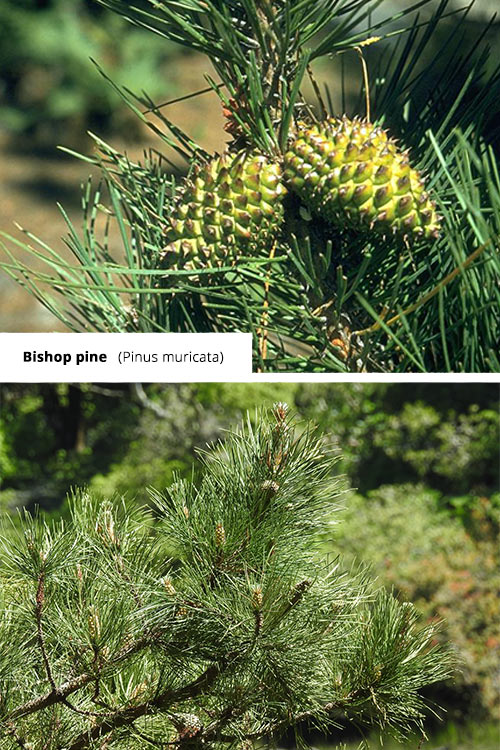 Pinus muricata Bishop pine