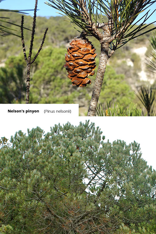 Pinus nelsonii   Nelson's pinyon