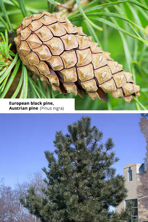 Pinus nigra European black pine, Austrian pine