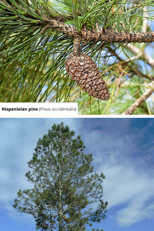 Pinus occidentalis Hispaniolan pine