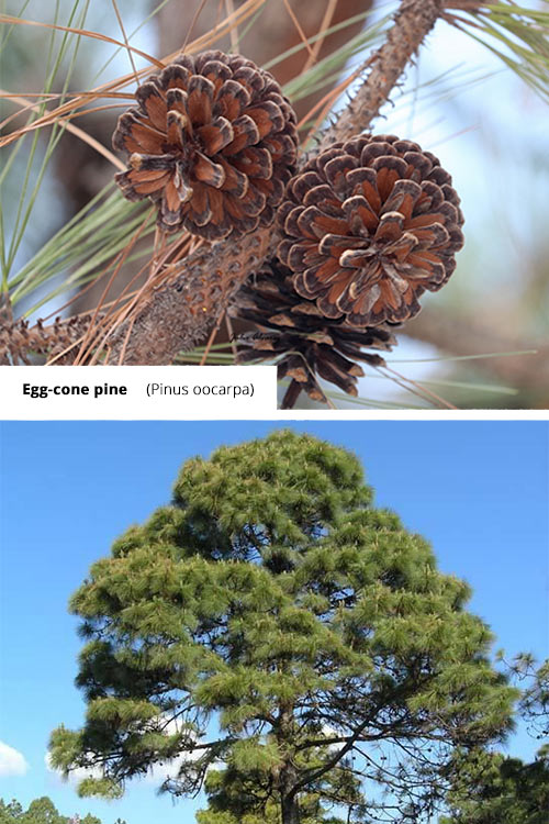 Pinus oocarpa Egg cone pine