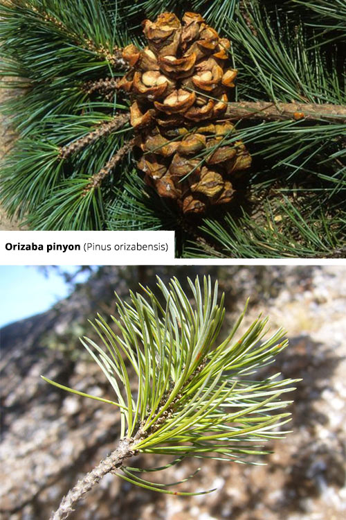 Pinus orizabensis Orizaba pinyon