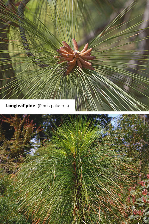 Pinus palustris Longleaf pine