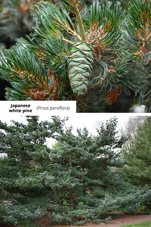 Pinus parviflora   Japanese white pine
