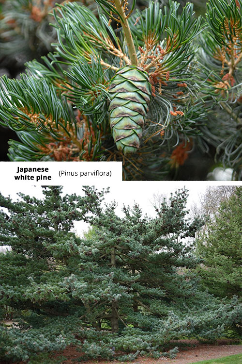 Pinus parviflora Japanese white pine