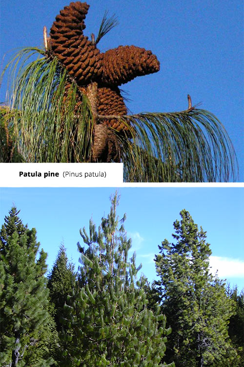 Pinus patula Patula pine