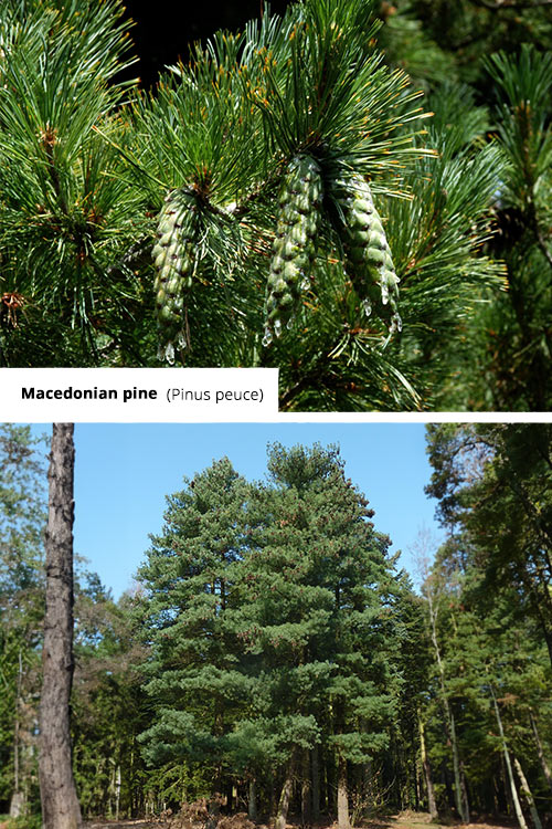 Pinus peuce Macedonian pine