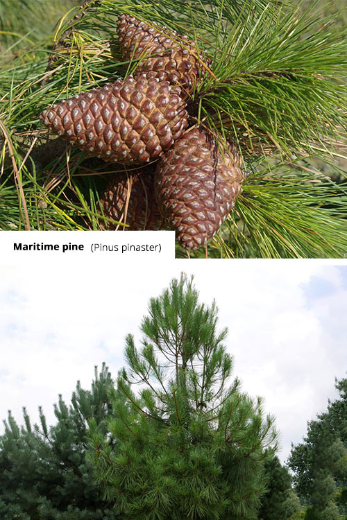 Pinus pinaster Maritime pine