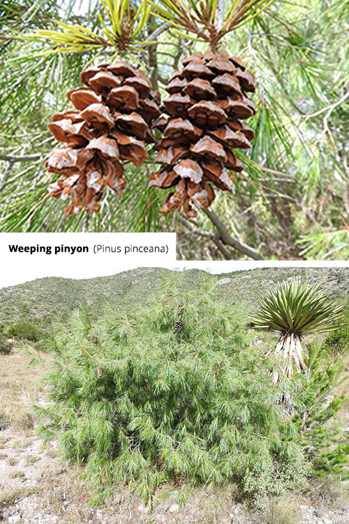 Pinus pinceana   Weeping pinyon