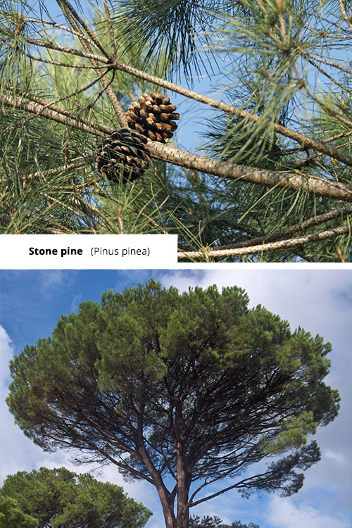 Pinus pinea Stone pine