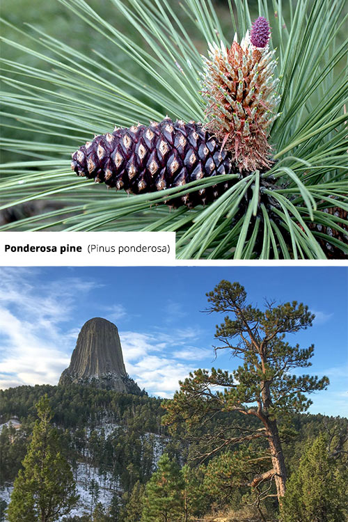 Pinus ponderosa Ponderosa pine