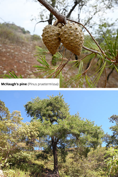 Pinus praetermissa   McVaugh's pine