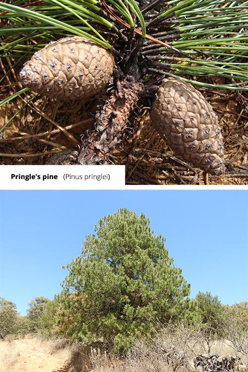 Pinus pringlei   Pringle's pine