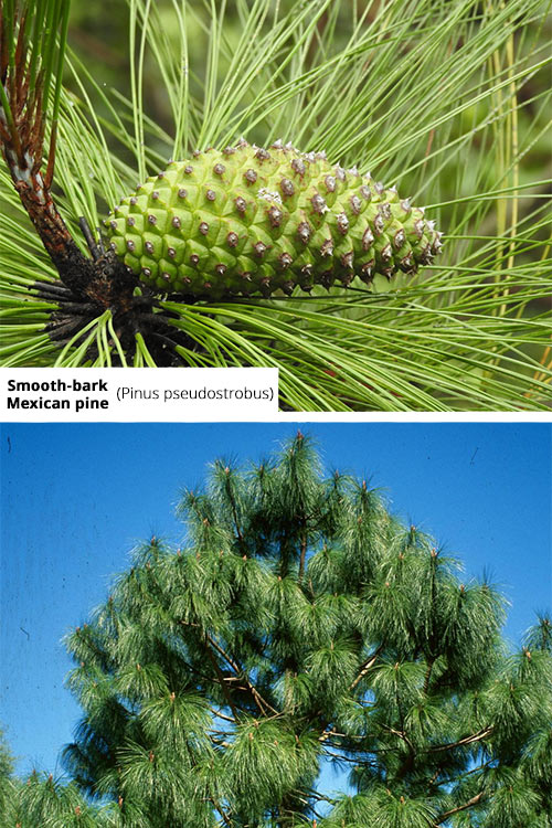 Pinus pseudostrobus   Smooth bark Mexican pine
