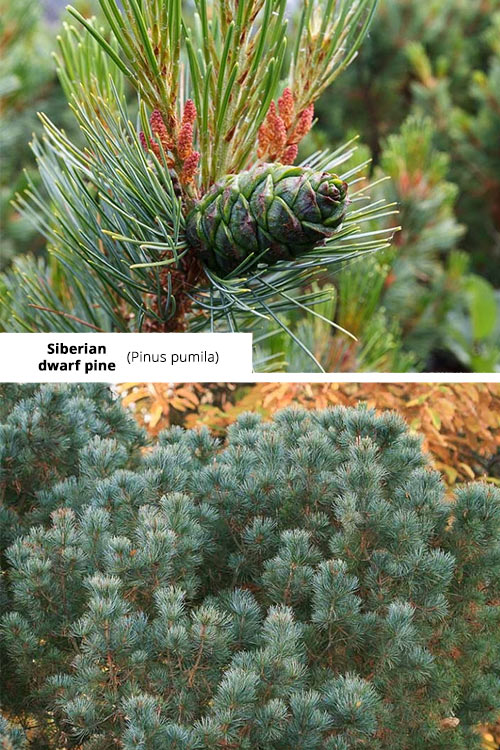 Pinus pumila Siberian dwarf pine