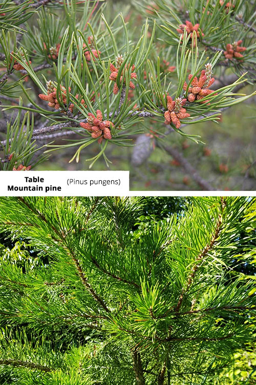 Pinus pungens   Table Mountain pine