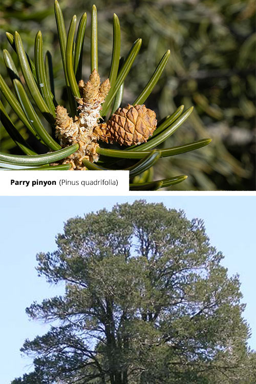 Pinus quadrifolia   Parry pinyon