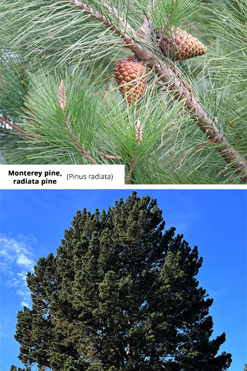 Pinus radiata   Monterey pine, radiata pine