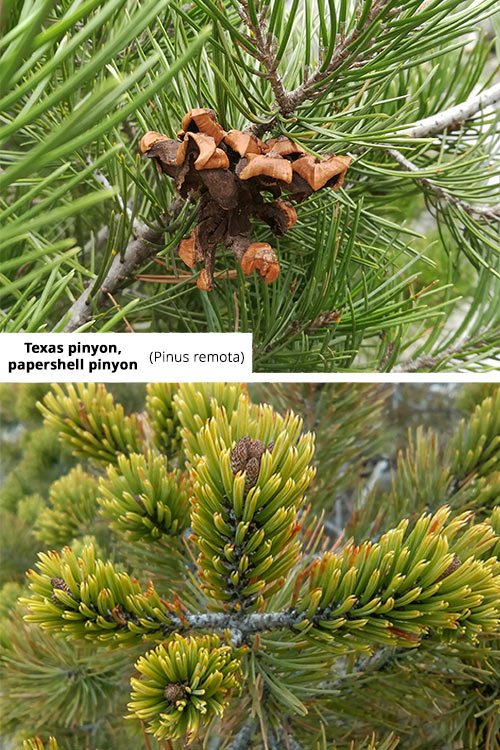 Pinus remota   Texas pinyon, papershell pinyon