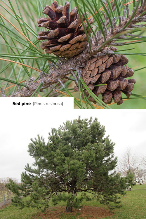 Pinus resinosa   Red pine