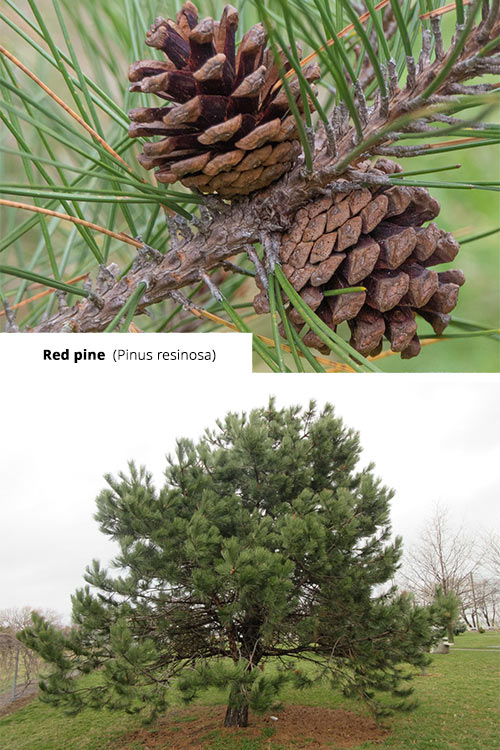 Pinus resinosa Red pine