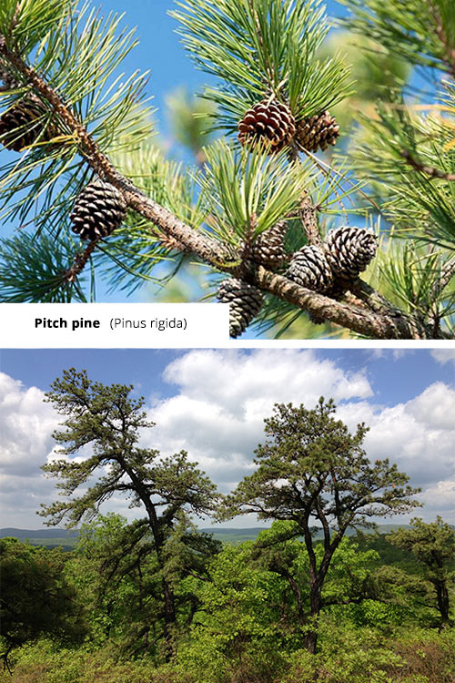 Pinus rigida Pitch pine