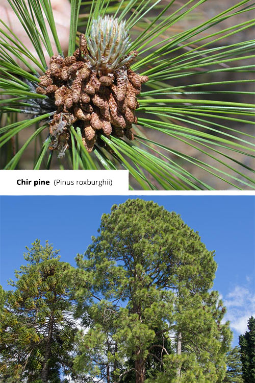 Pinus roxburghii Chir pine