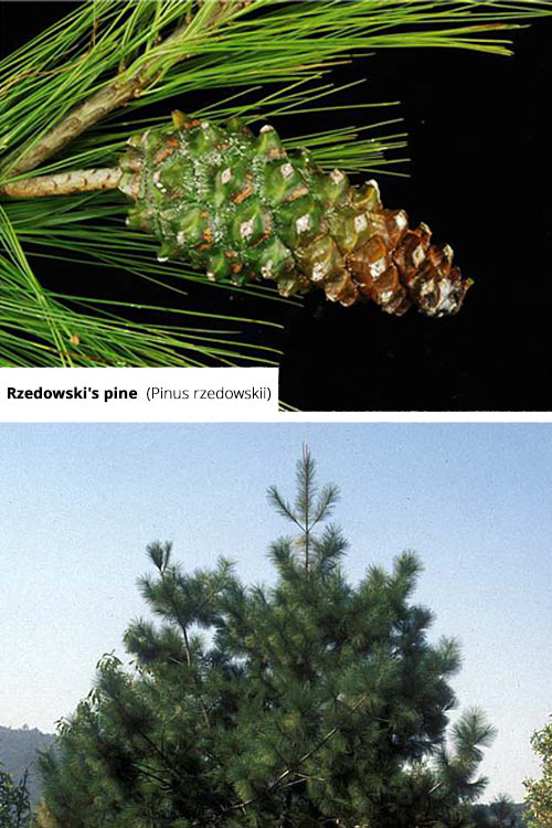 Pinus rzedowskii   Rzedowski's pine