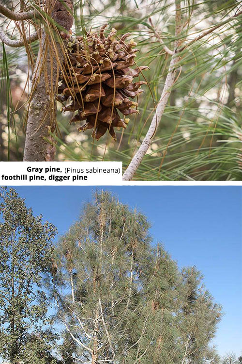 Pinus sabineana   Gray pine, foothill pine, digger pine