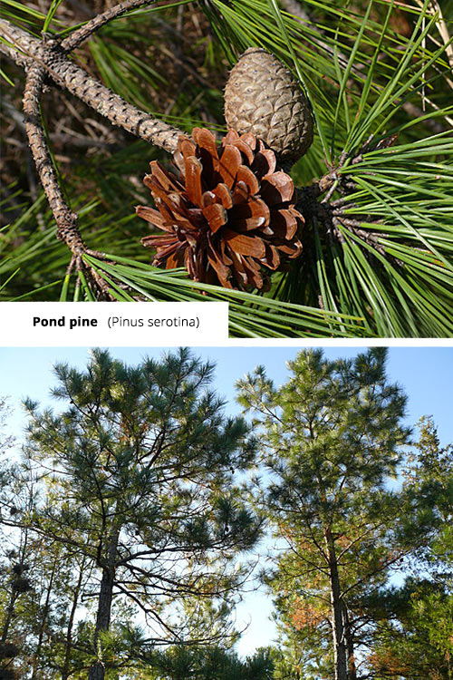 Pinus serotina   Pond pine