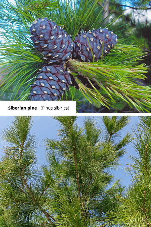 Pinus sibirica Siberian pine